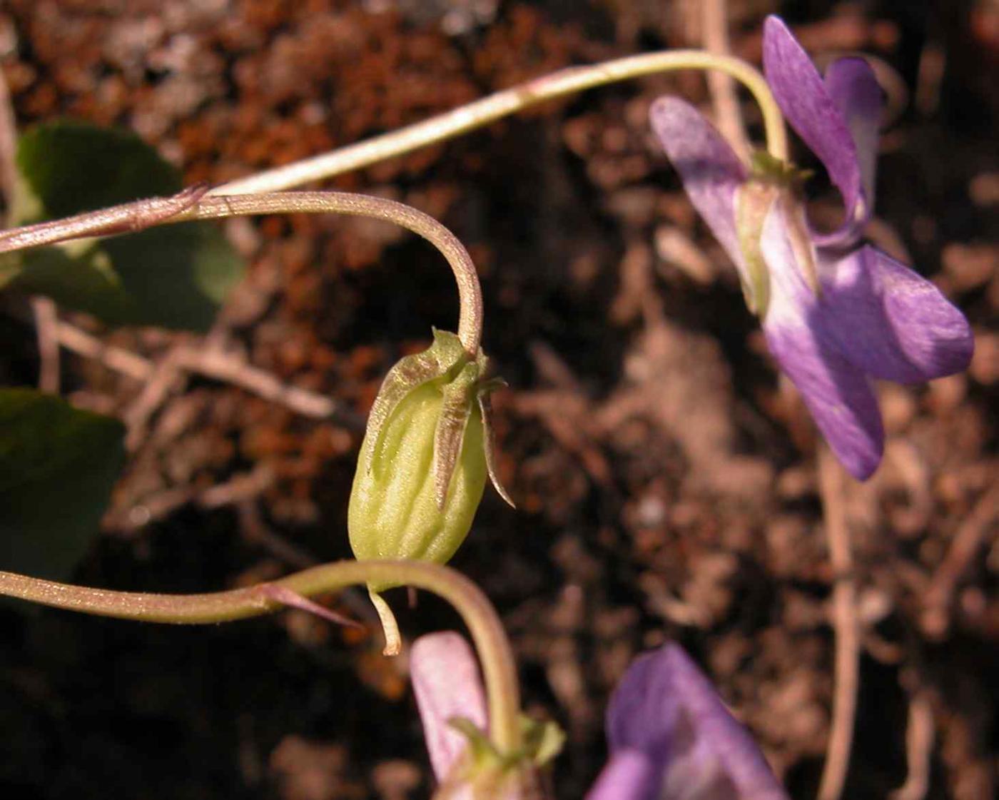 Violet, Early Dog fruit